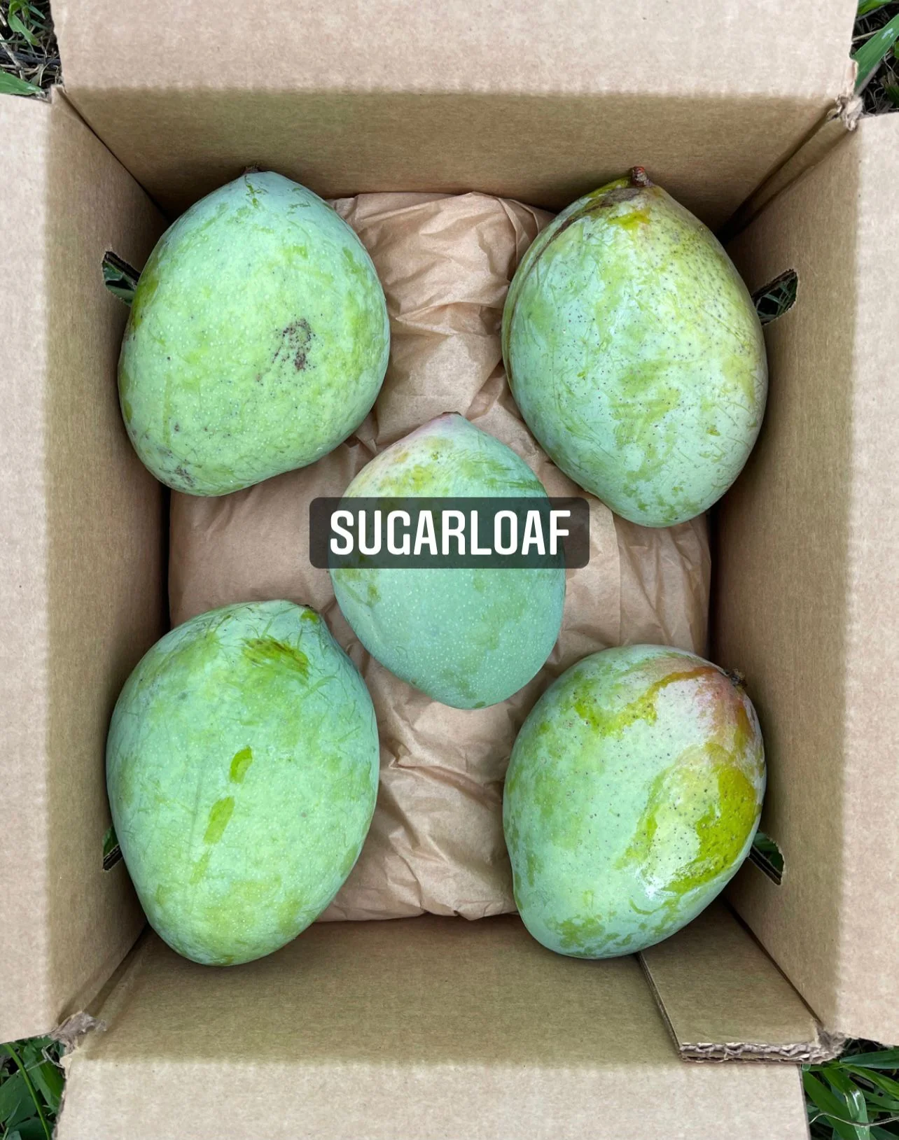 Sugarloaf Mango *Pre-Order* - Image 3