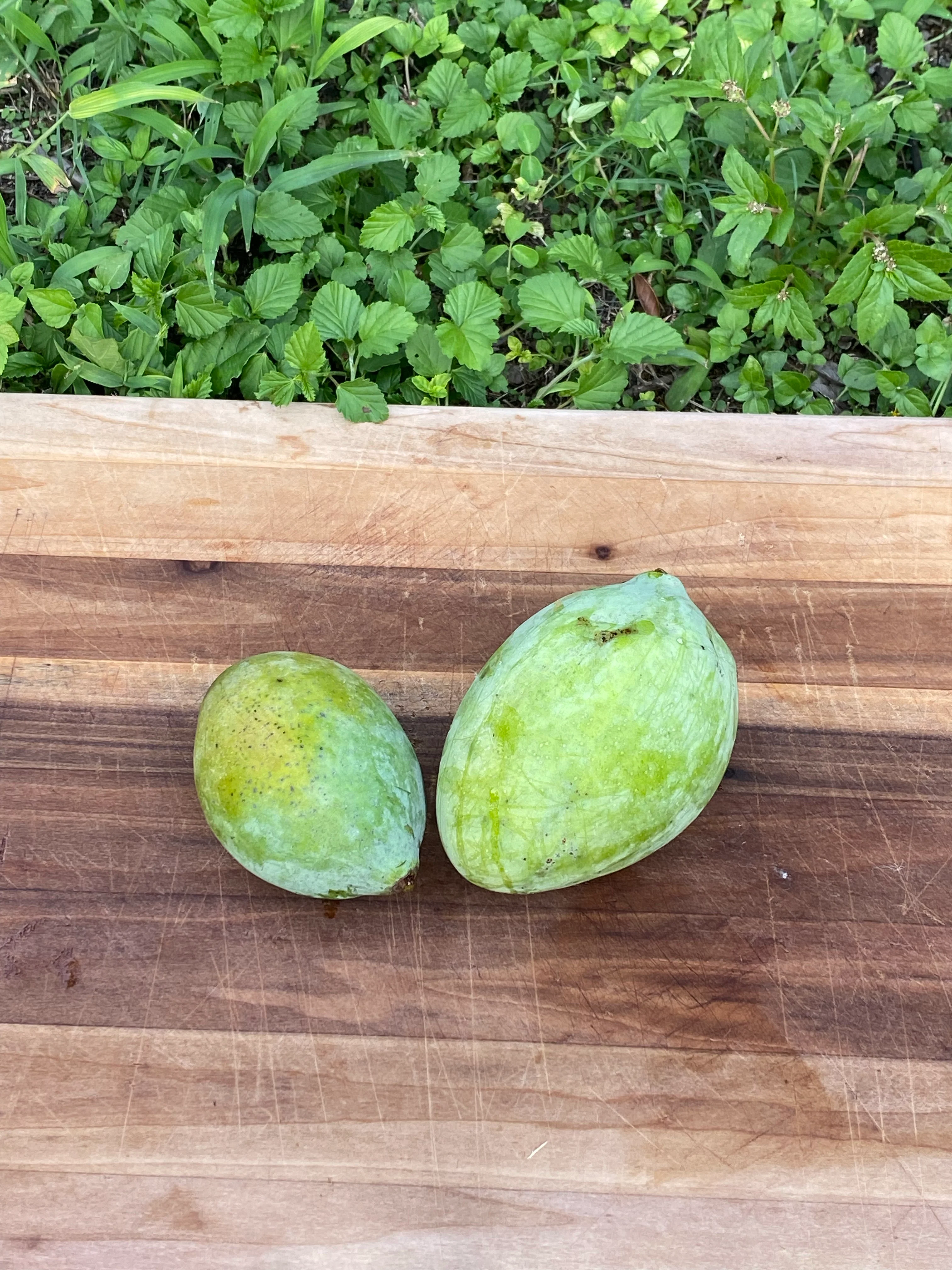 Sugarloaf Mango *Pre-Order* - Image 4