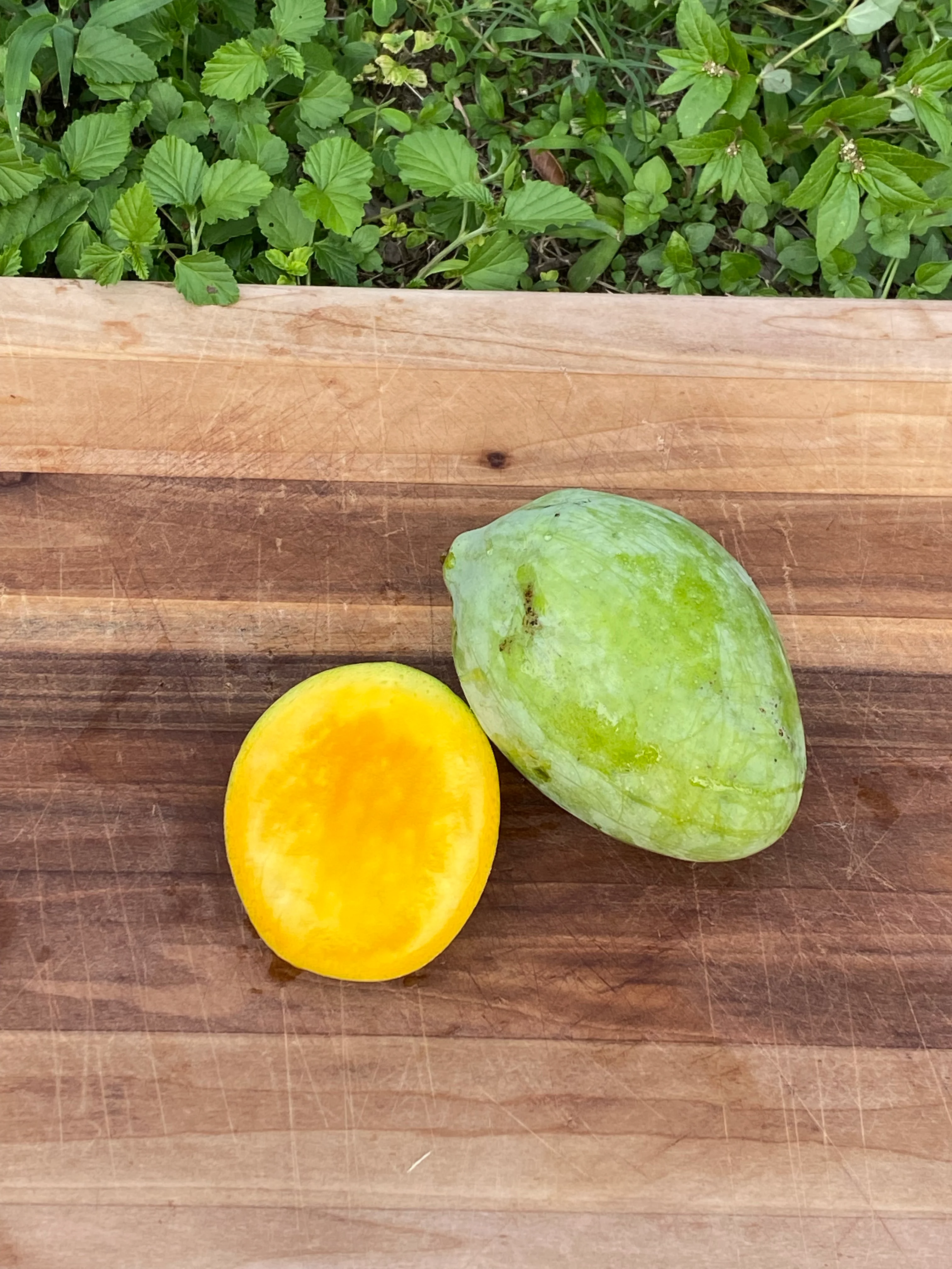 Sugarloaf Mango *Pre-Order* - Image 5