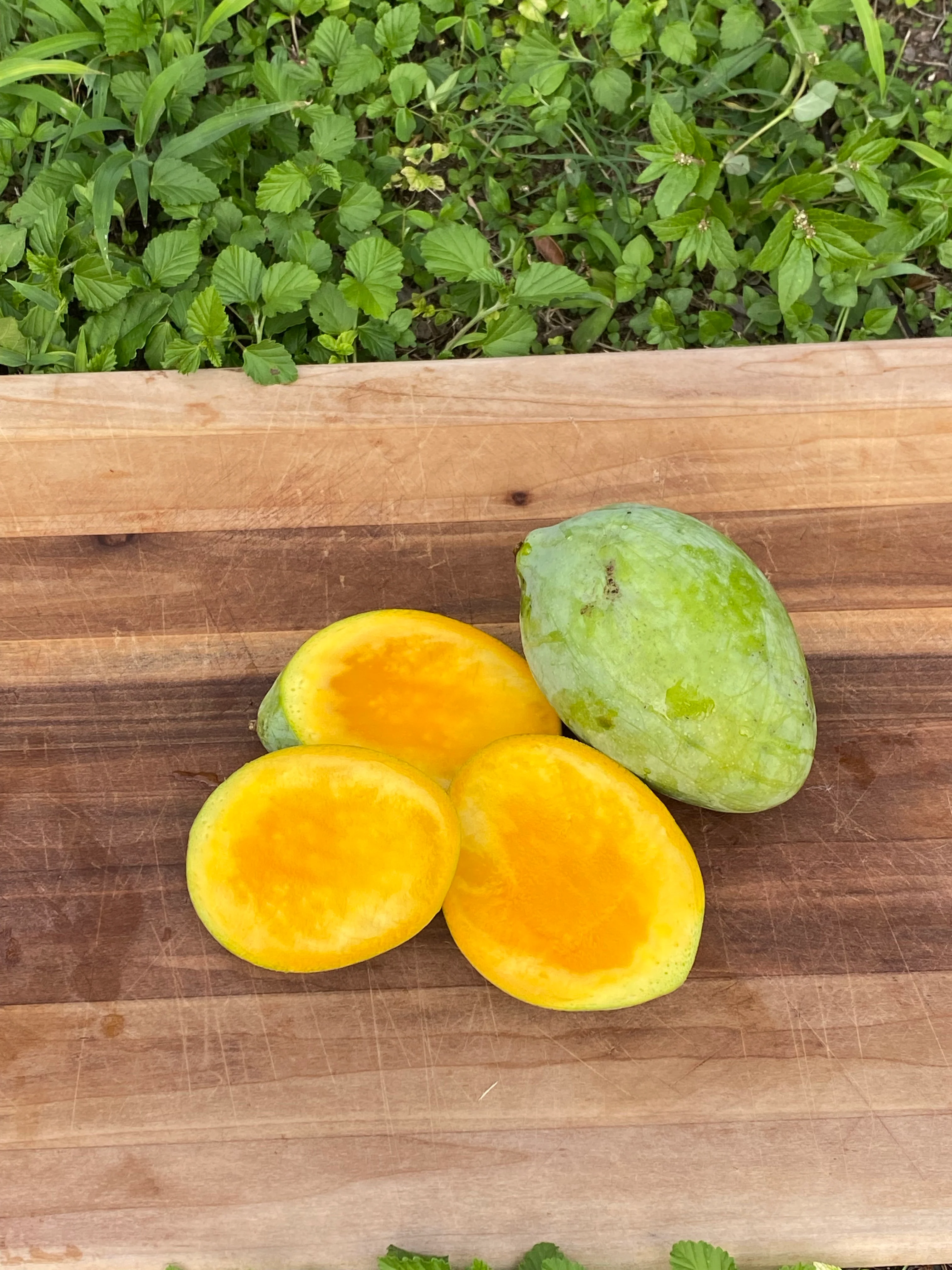 Sugarloaf Mango *Pre-Order* - Image 6