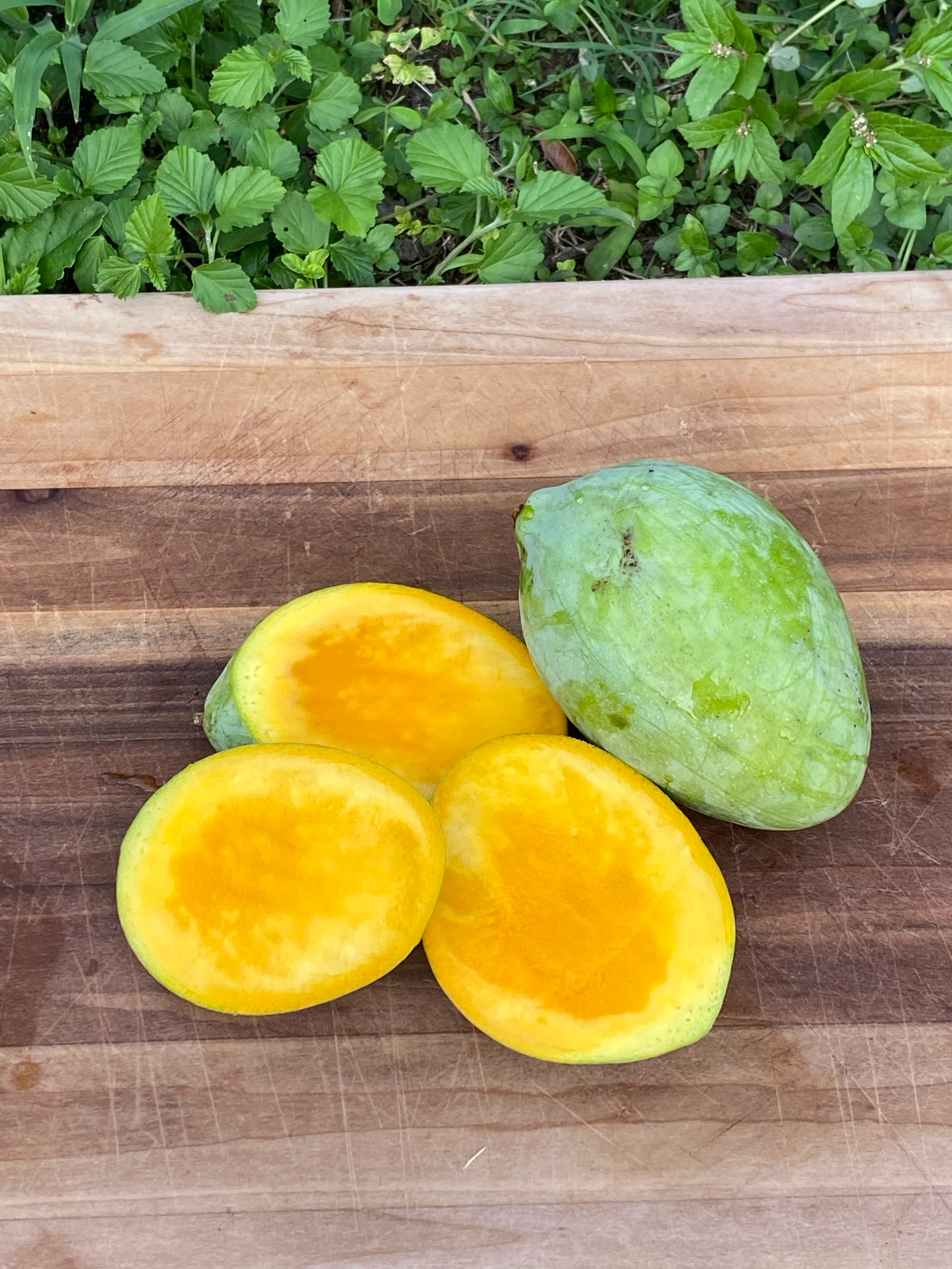 Sugarloaf Mango *Pre-Order* - Image 7