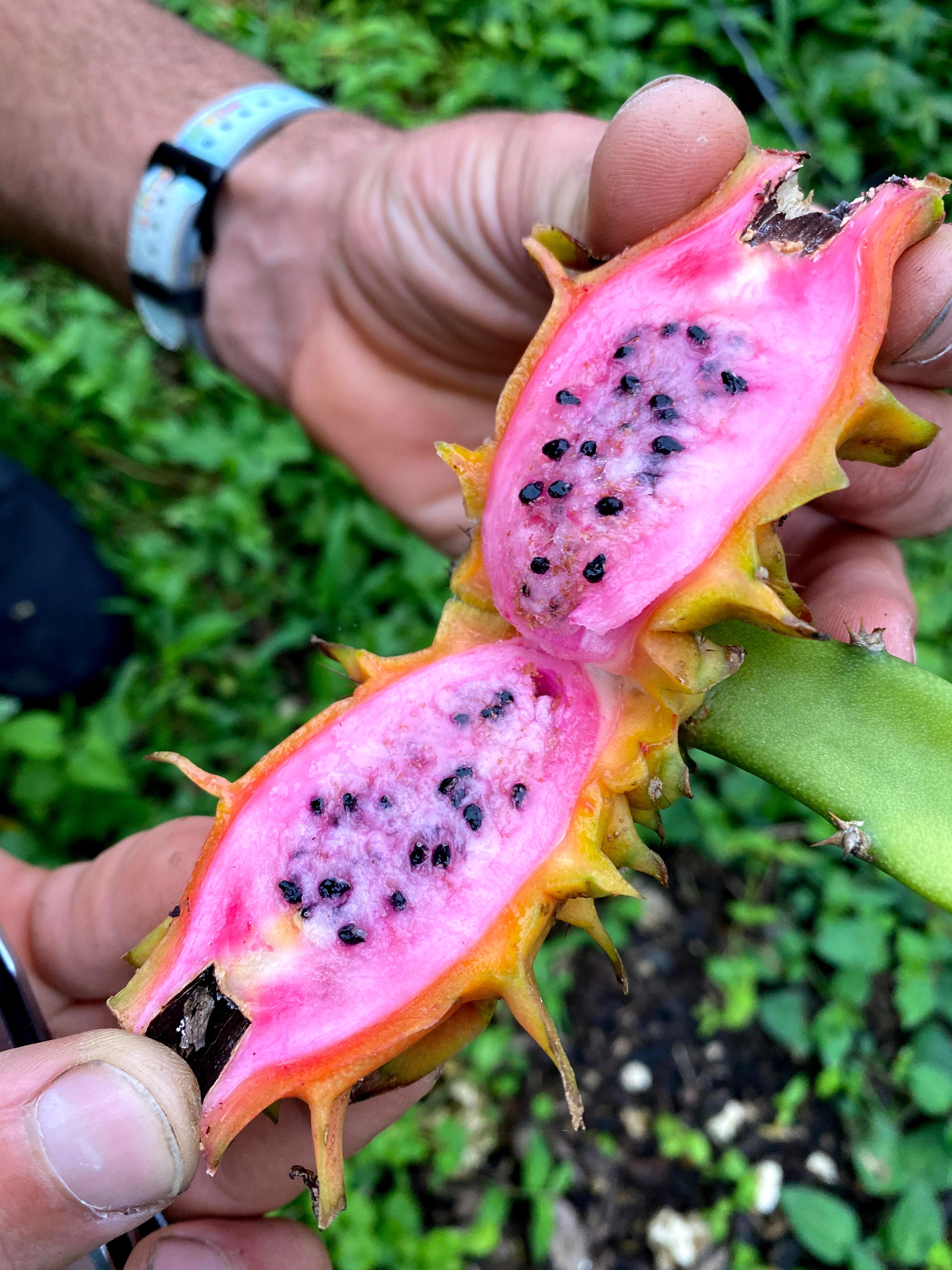 Sunset Dragonfruit *RARE* / *Pre-Order* - Image 10