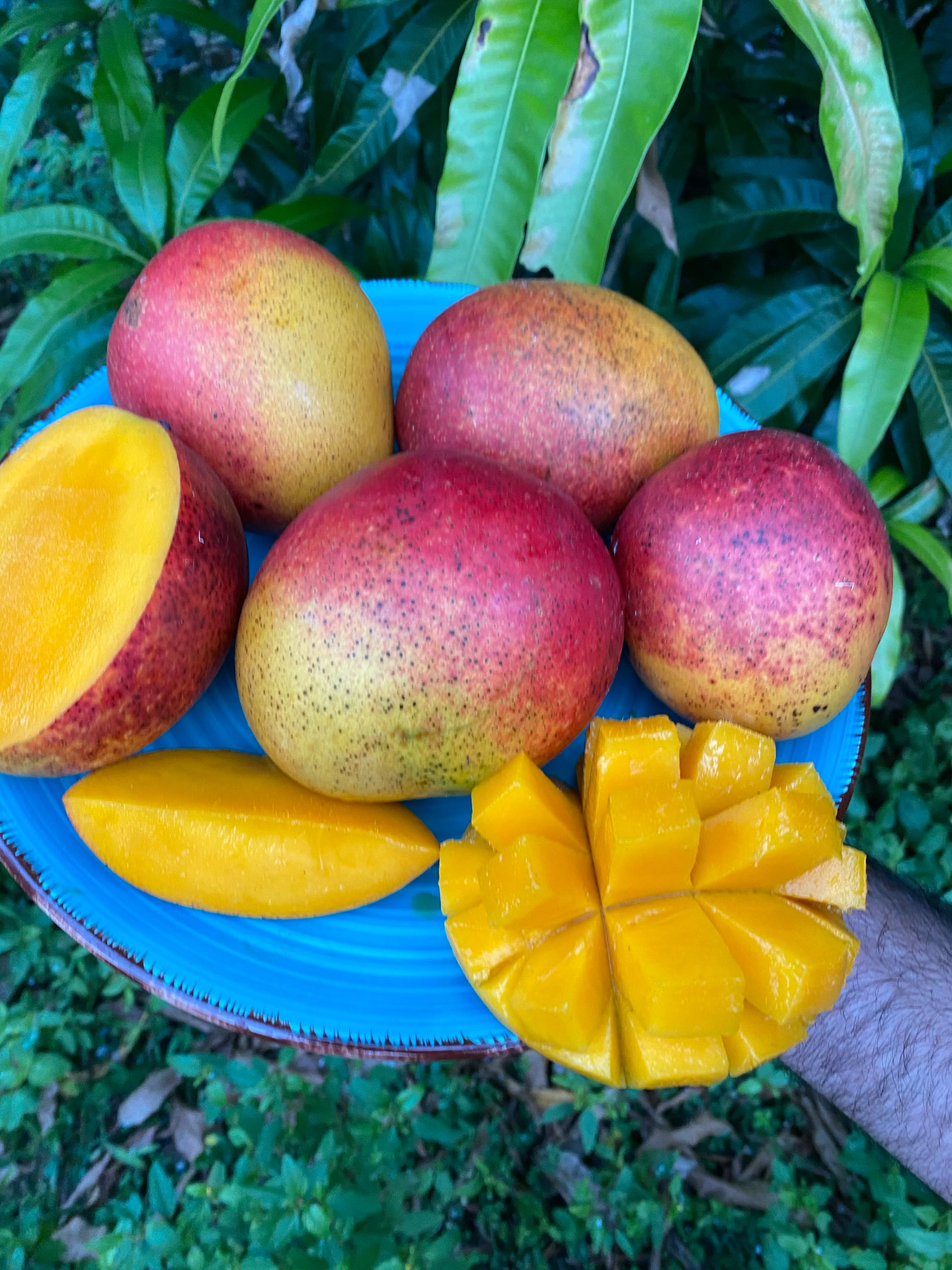 Tommy Atkins Mango *Pre-Order* - Image 5
