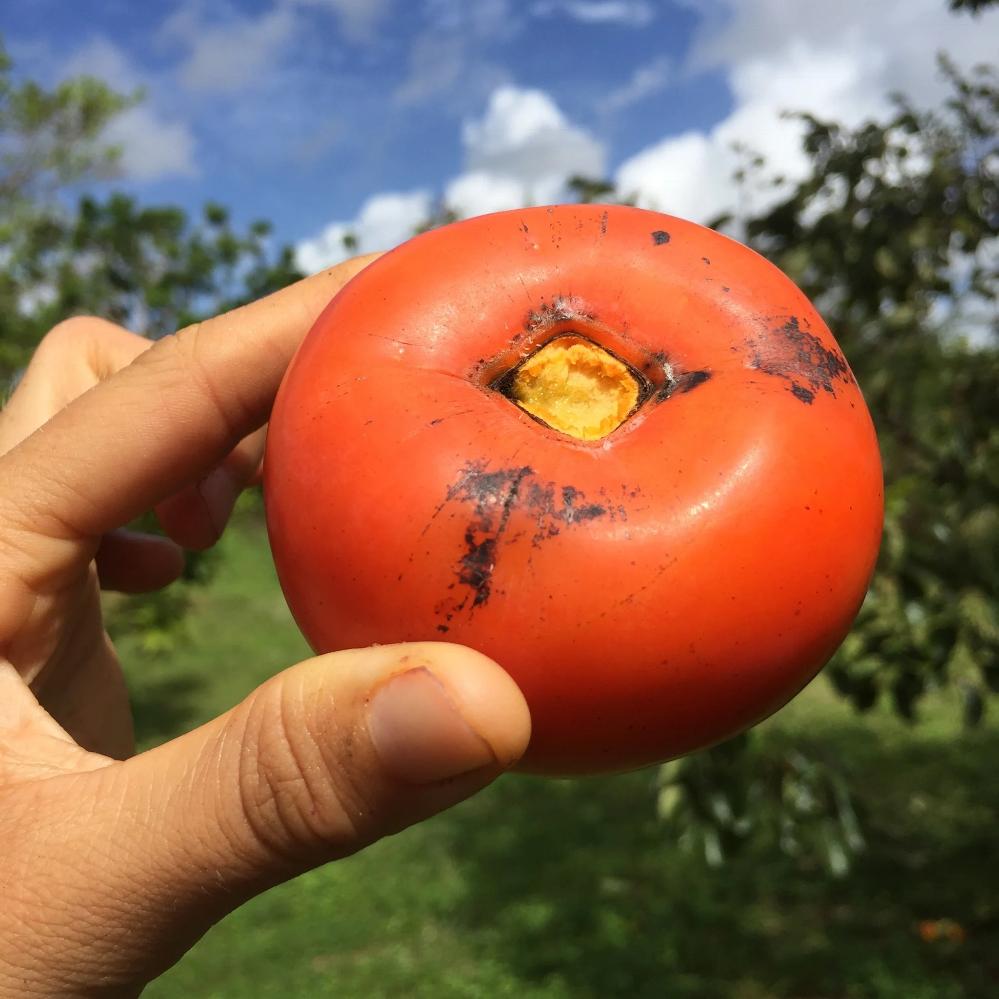 Tropical Persimmon *Pre-Order* - Image 18