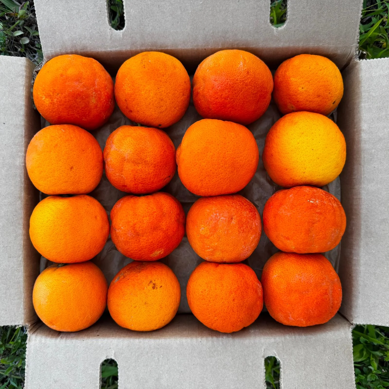 Vanilla Cream Blood Orange *Pre-Order* - Image 2