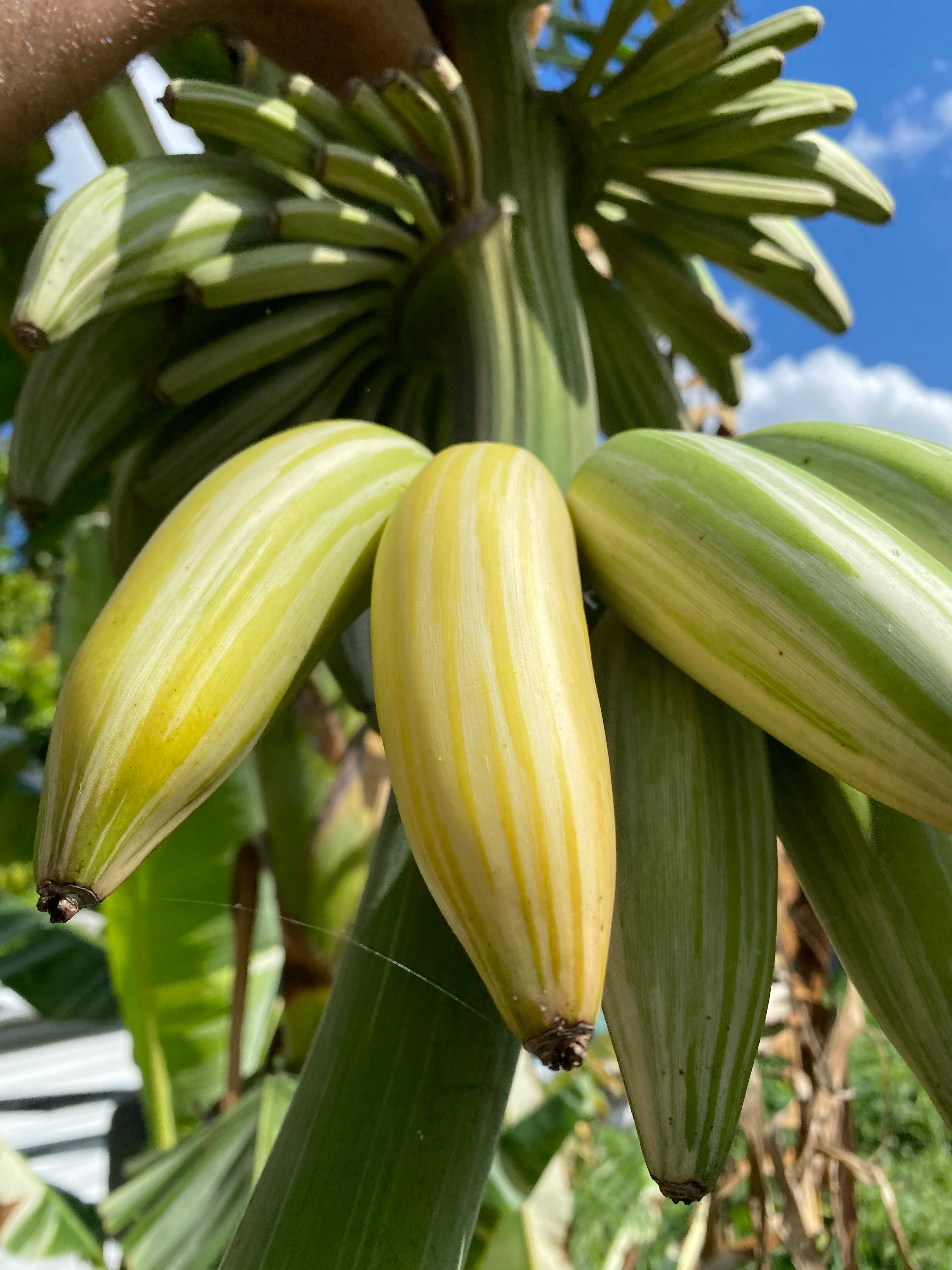 Variegated Banana *Pre-Order* - Image 5