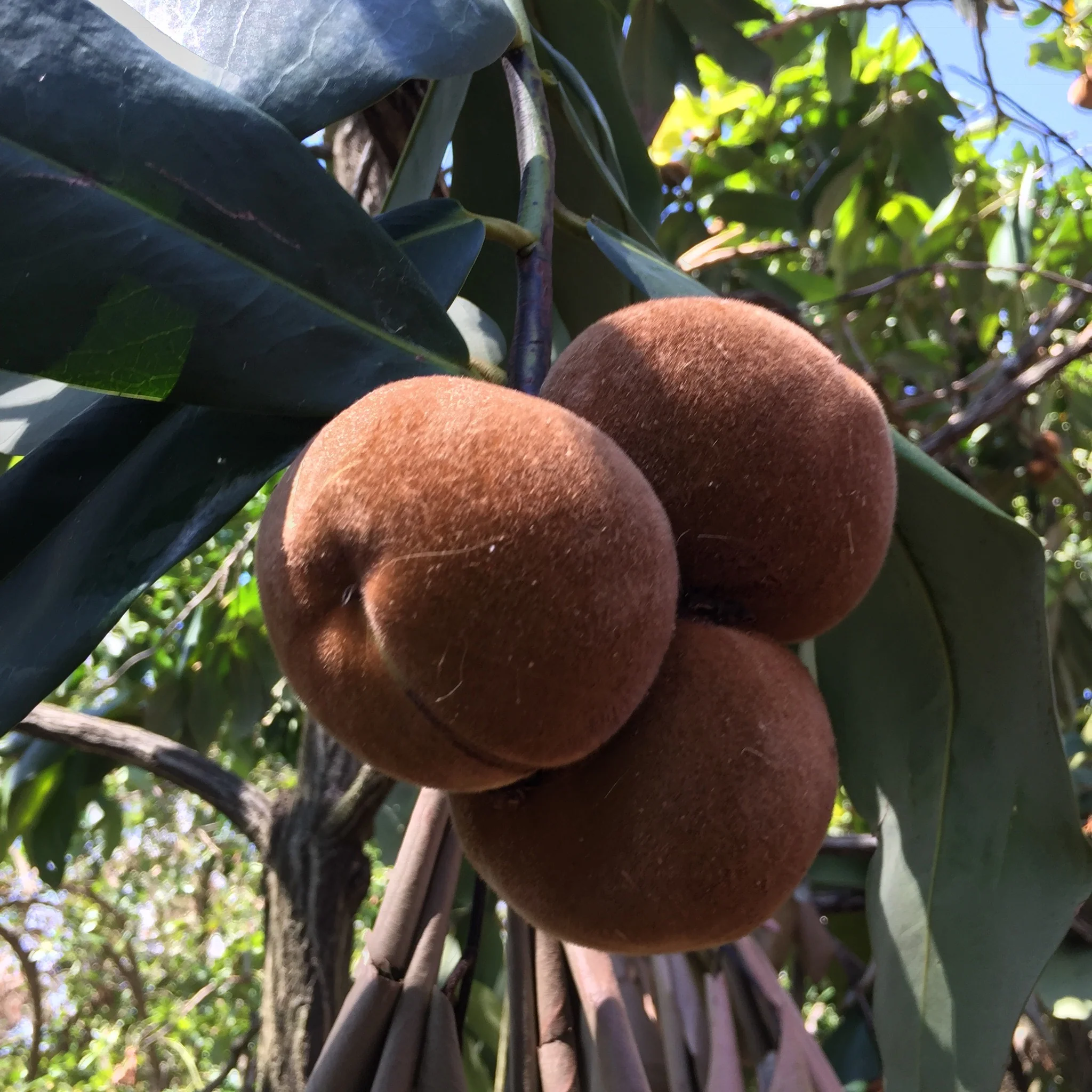 Velvet Apple (African Persimmon) *Pre-Order* - Image 5