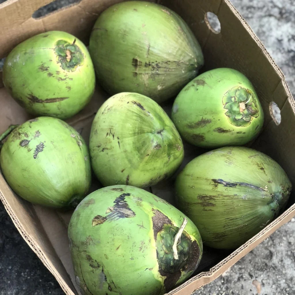 Water Coconut - Image 3
