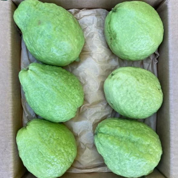 Watermelon Guava - Image 2