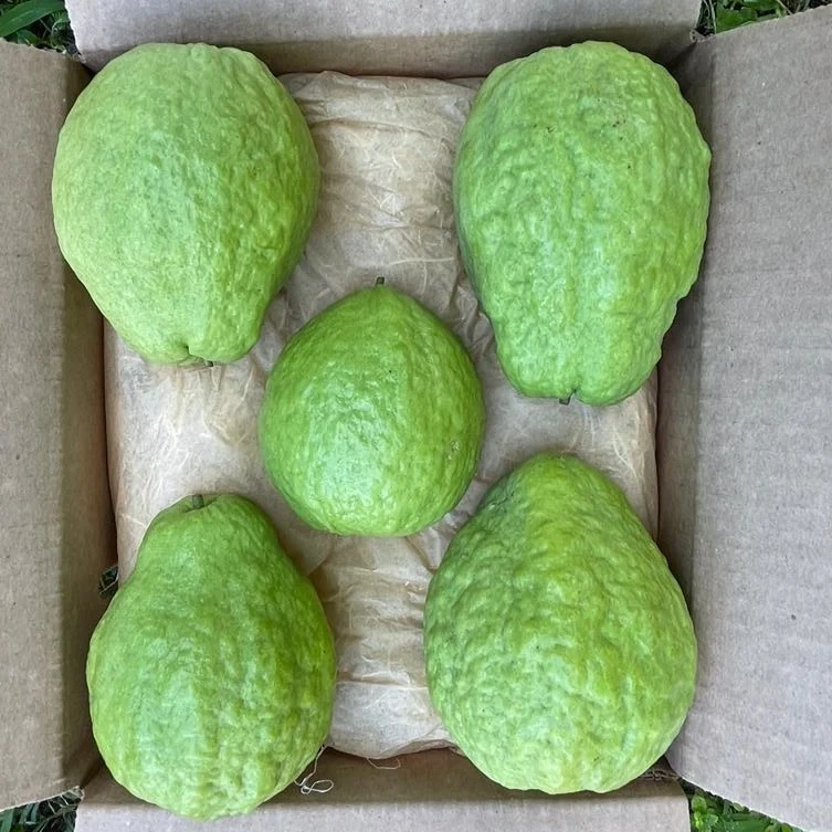 Watermelon Guava - Image 3