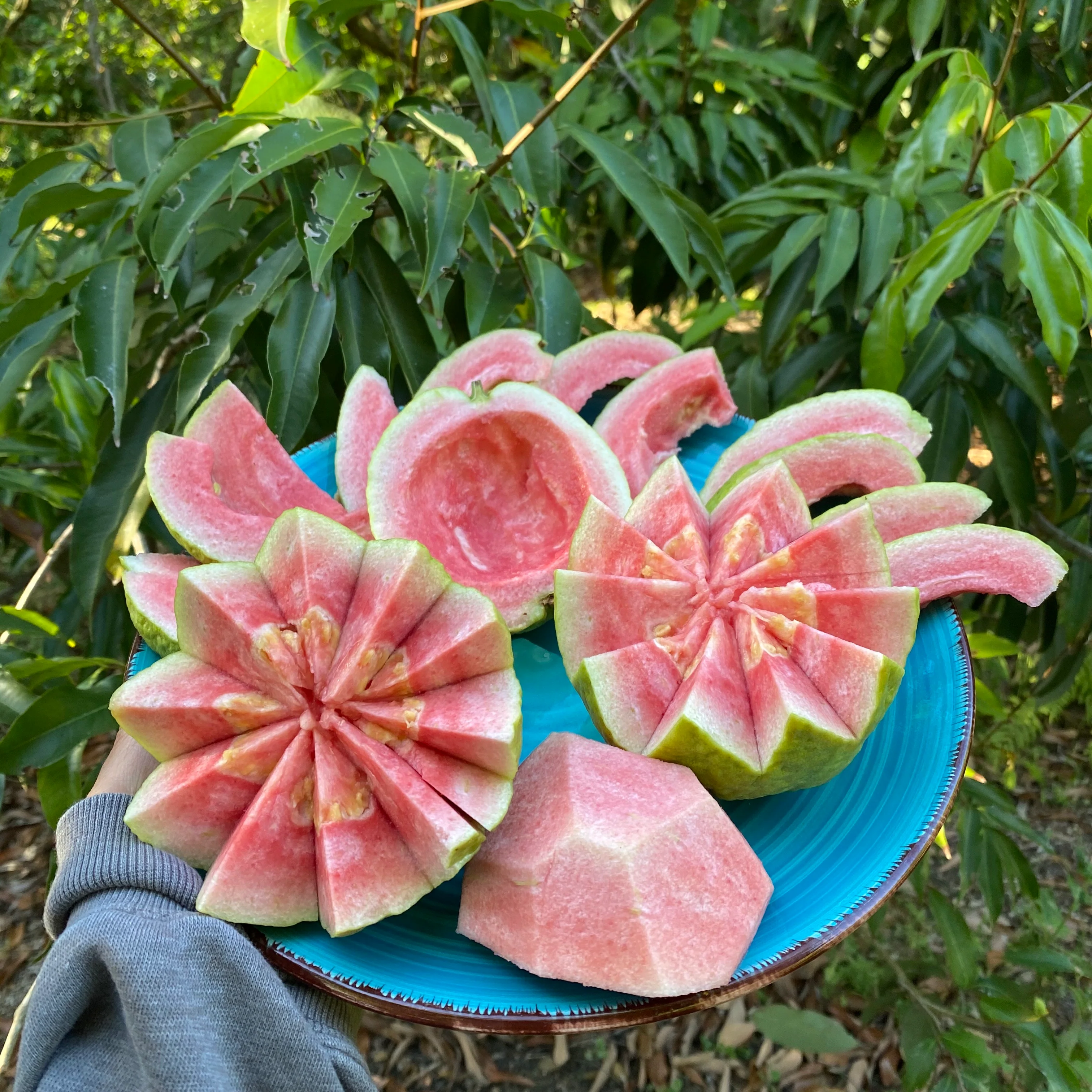 Watermelon Guava - Image 4