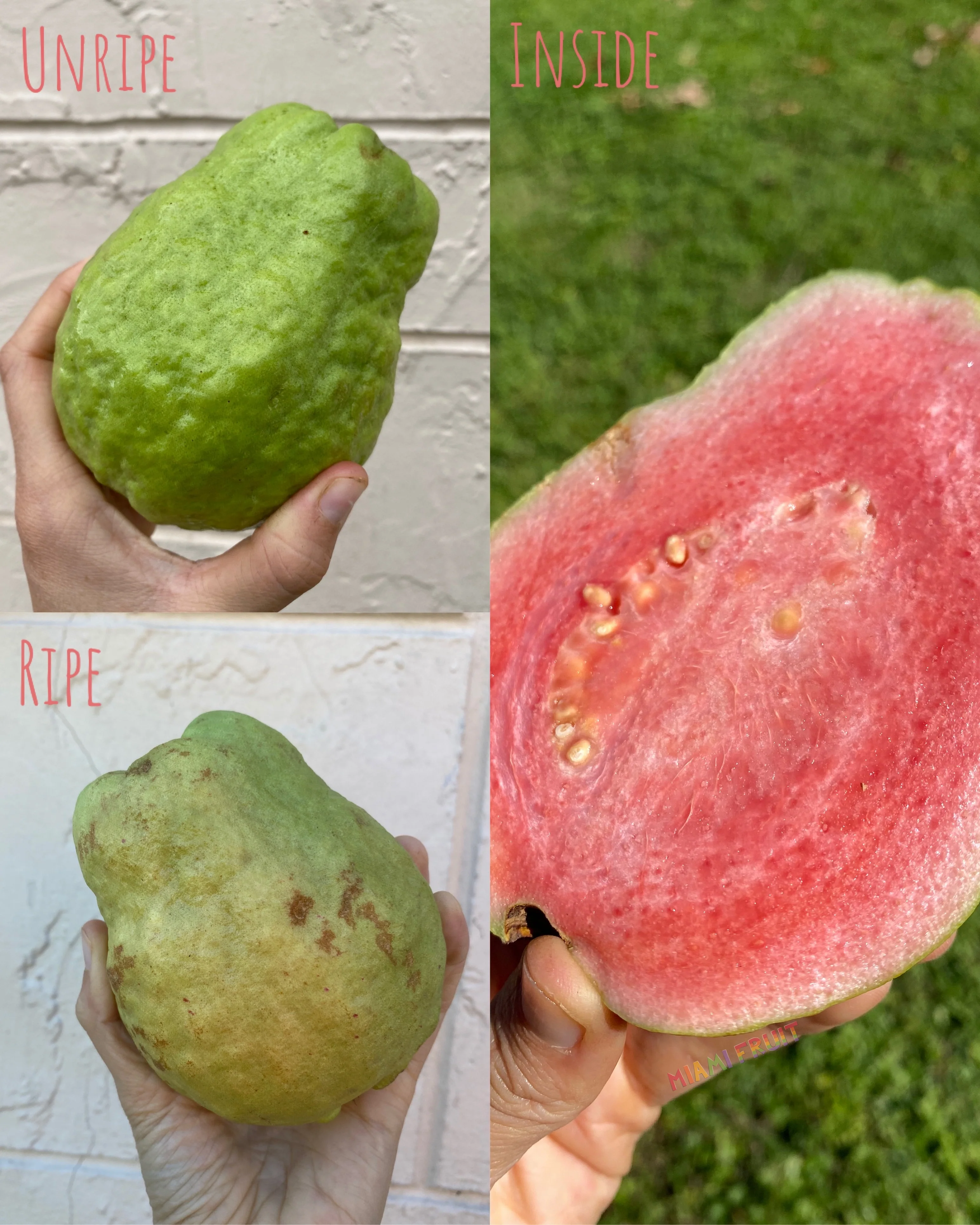 Watermelon Guava - Image 5