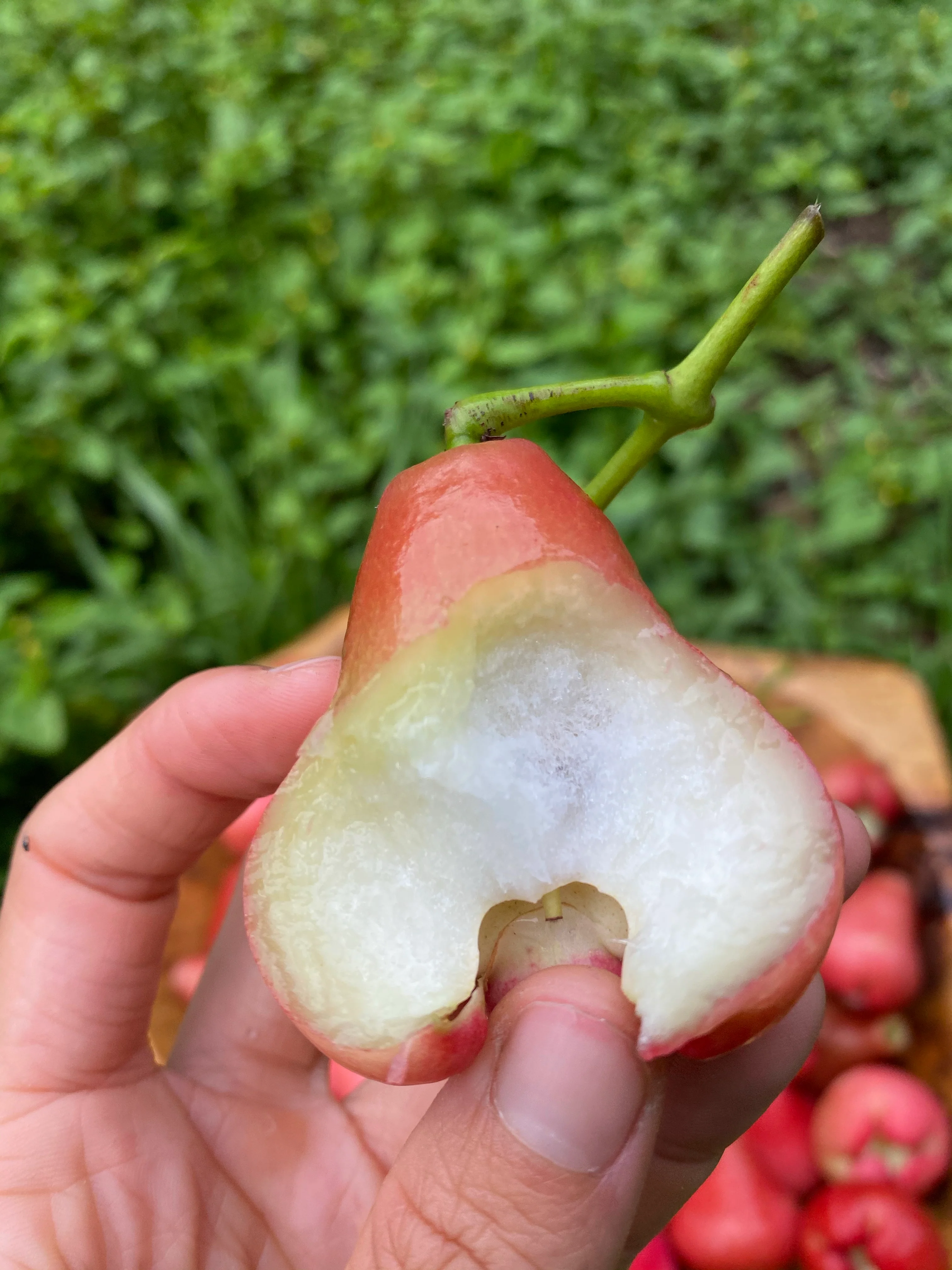 Wax Jambu *Pre-Order* - Image 7