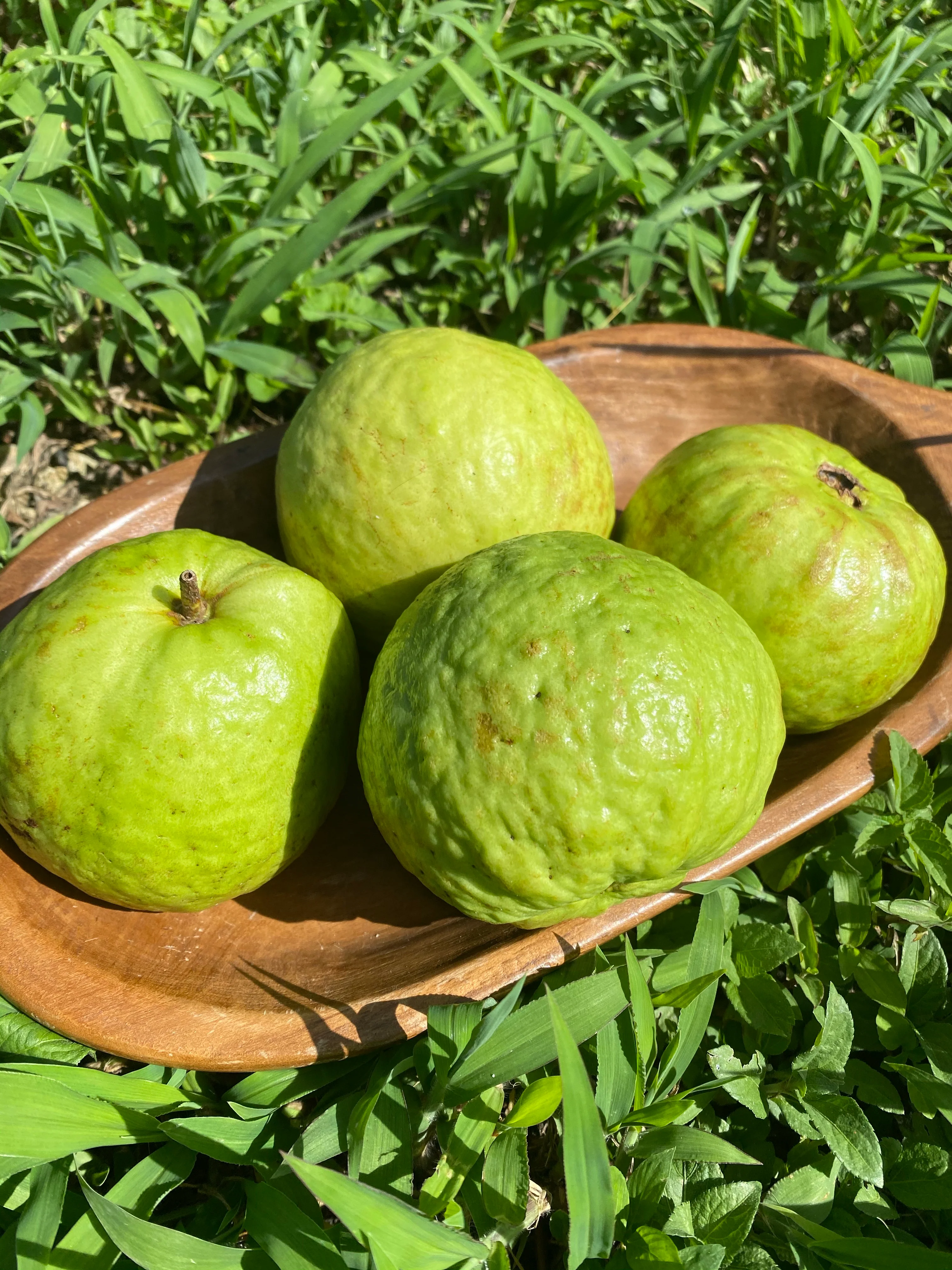 White Guava - Image 7