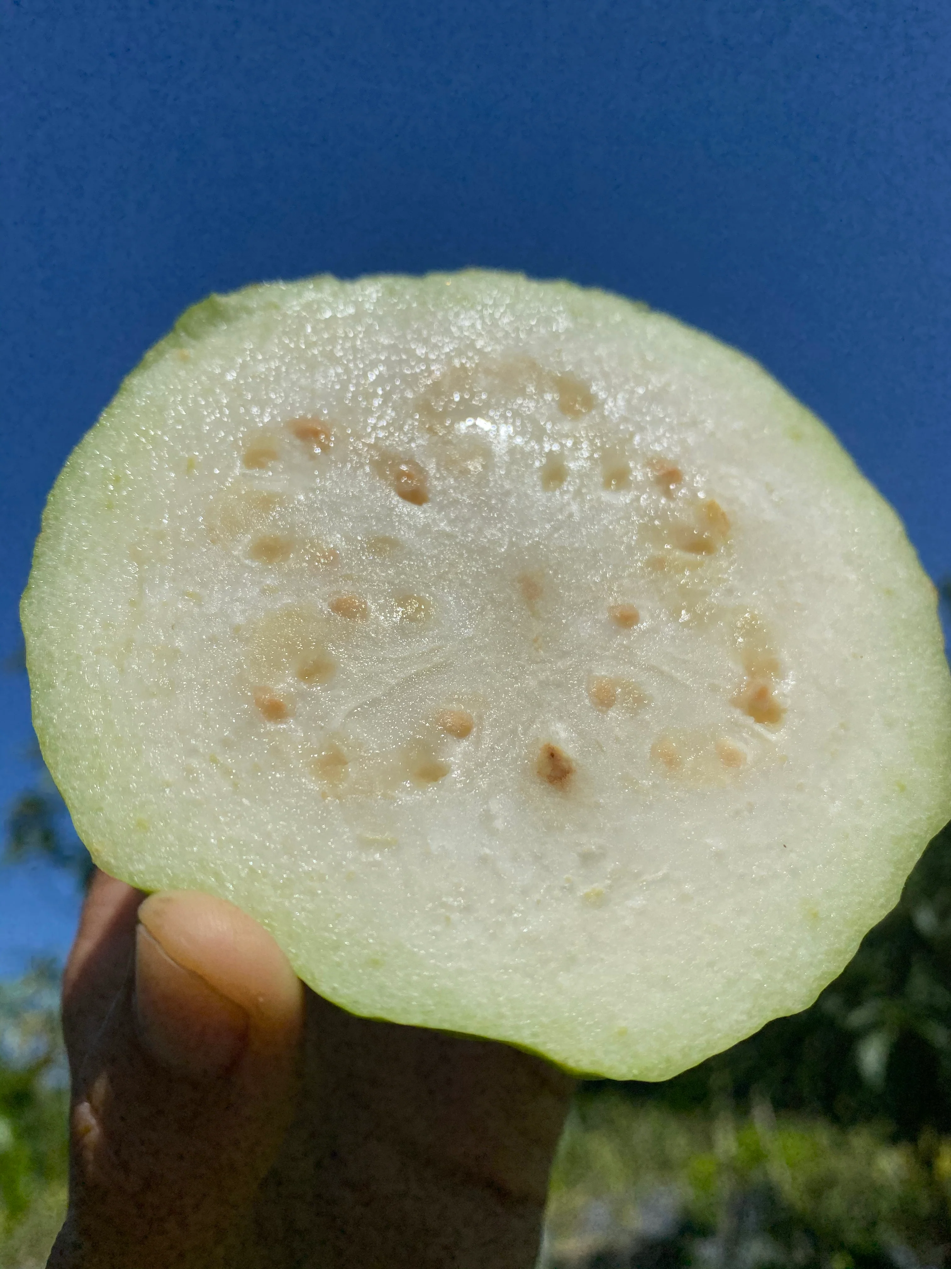 White Guava - Image 9