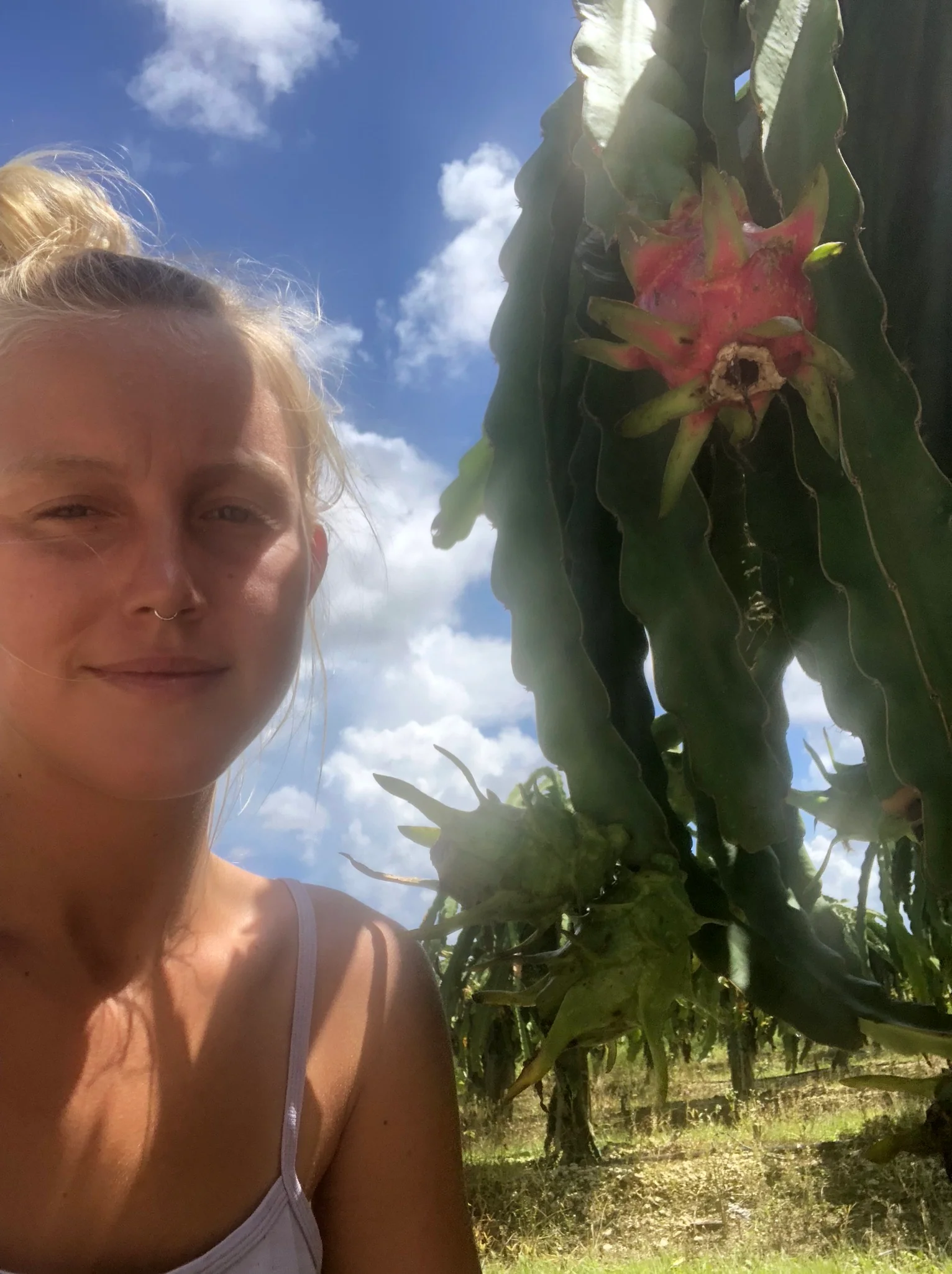 White Dragonfruit (Pitaya) - Image 10