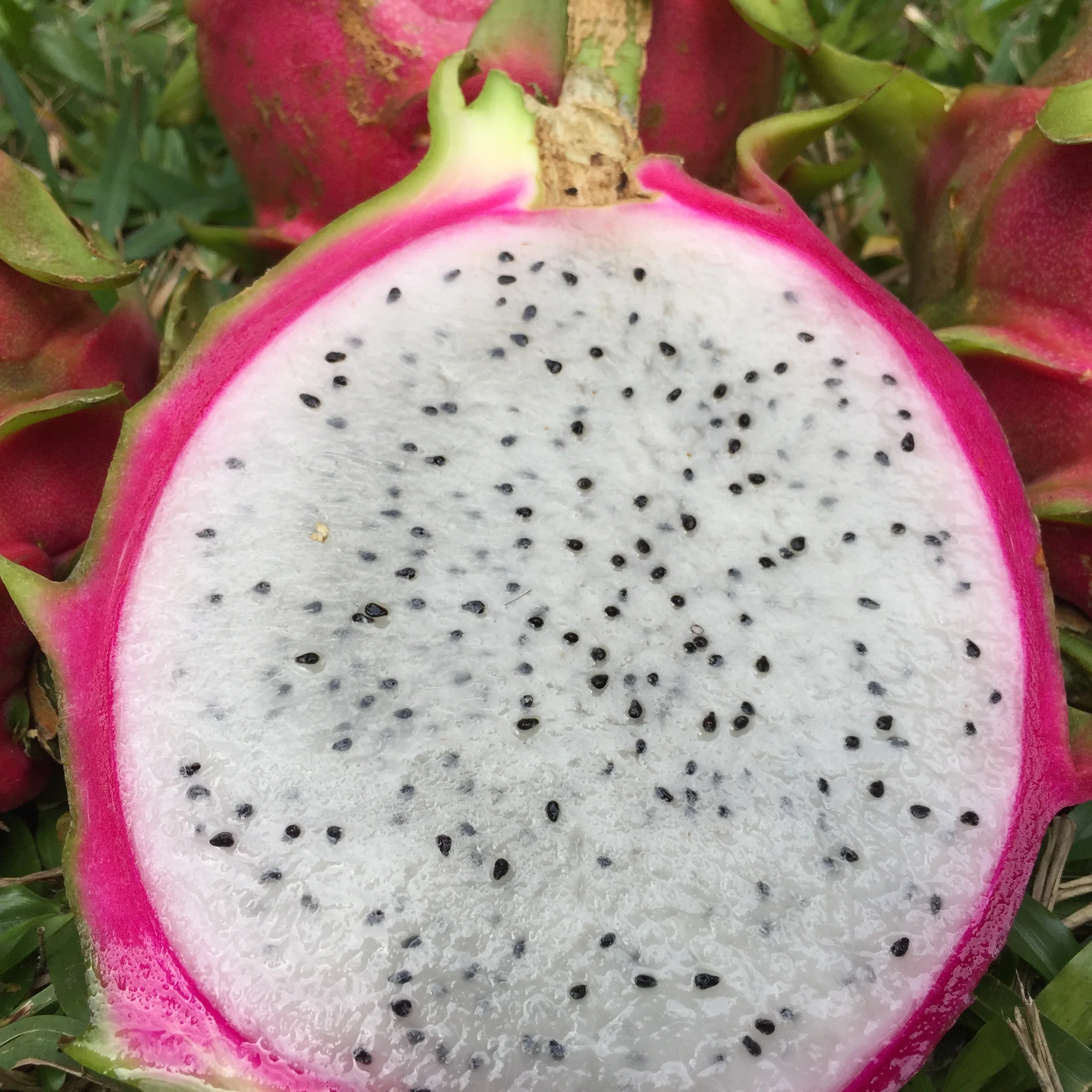 White Dragonfruit (Pitaya) - Image 6