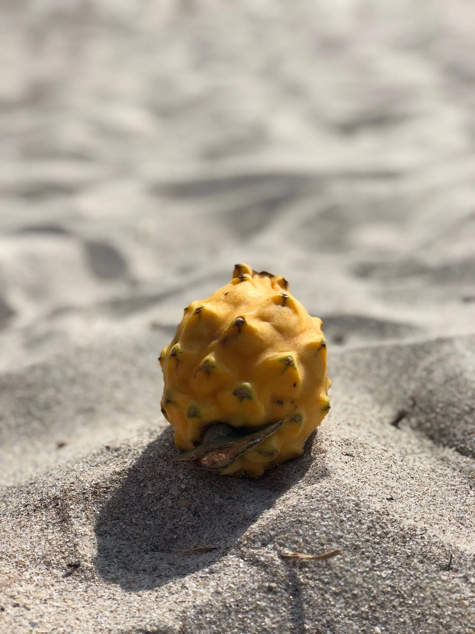 Yellow Dragonfruit (Pitaya) - Image 11