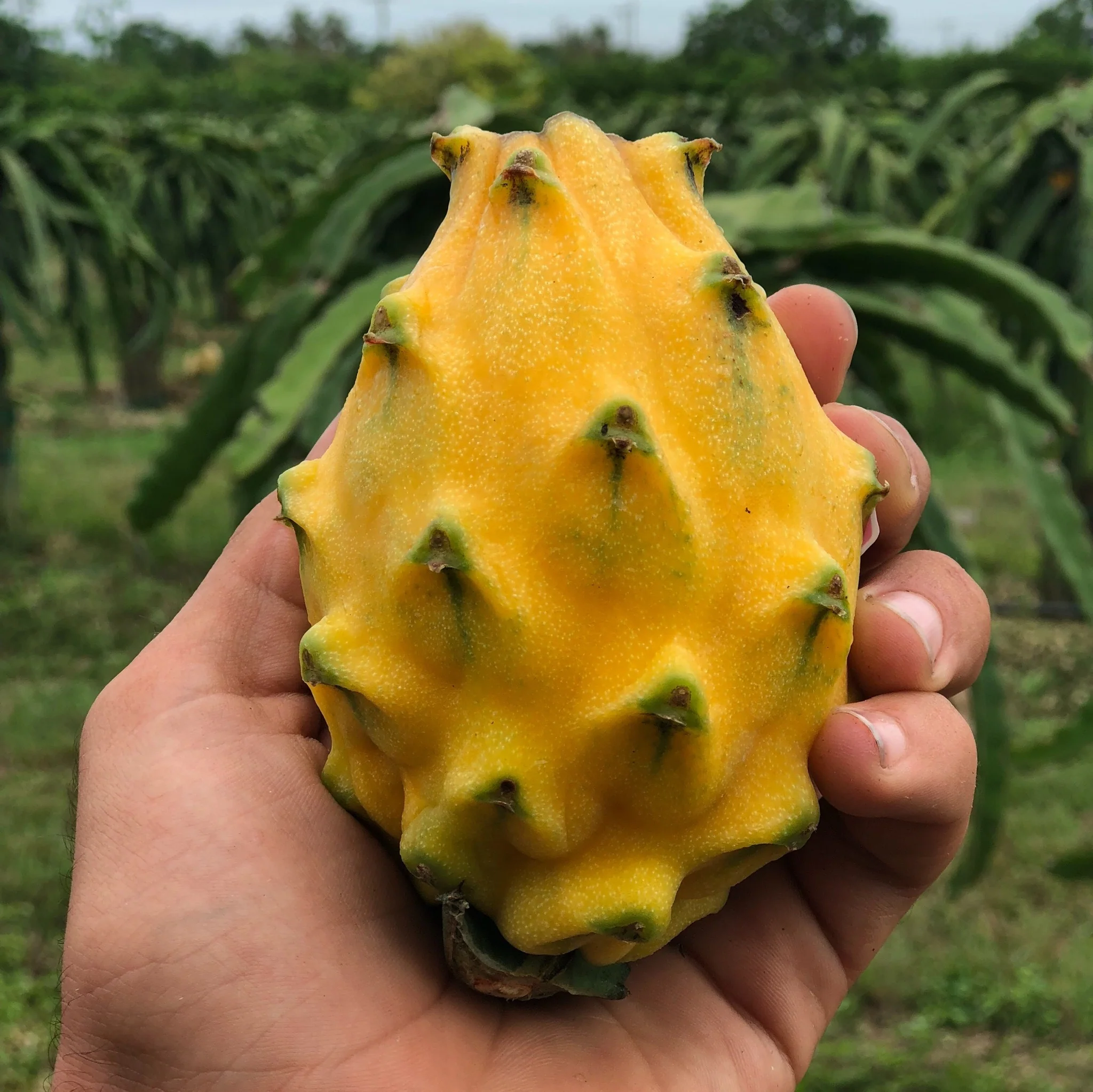 Yellow Dragonfruit (Pitaya) - Image 12