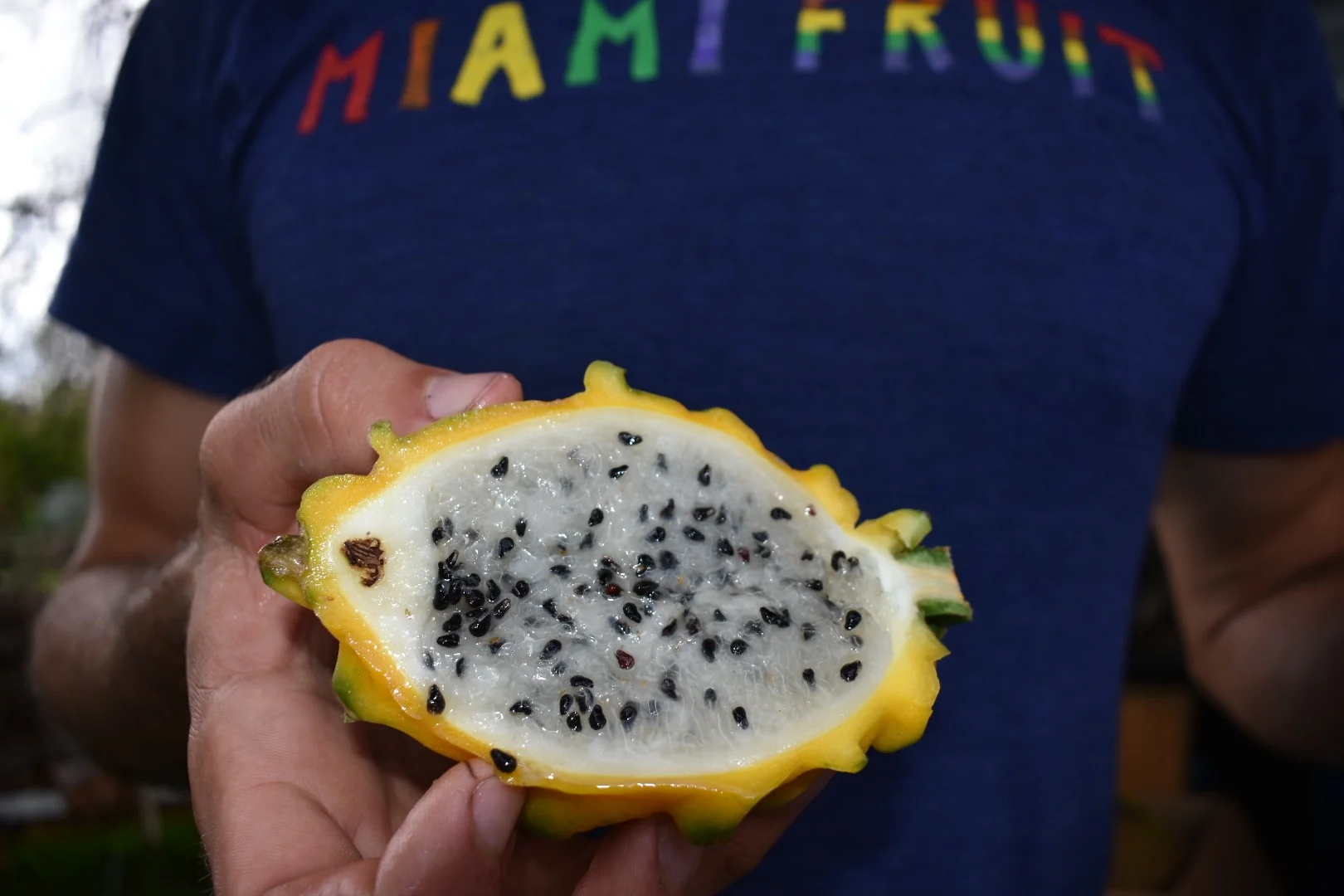Yellow Dragonfruit (Pitaya) - Image 13