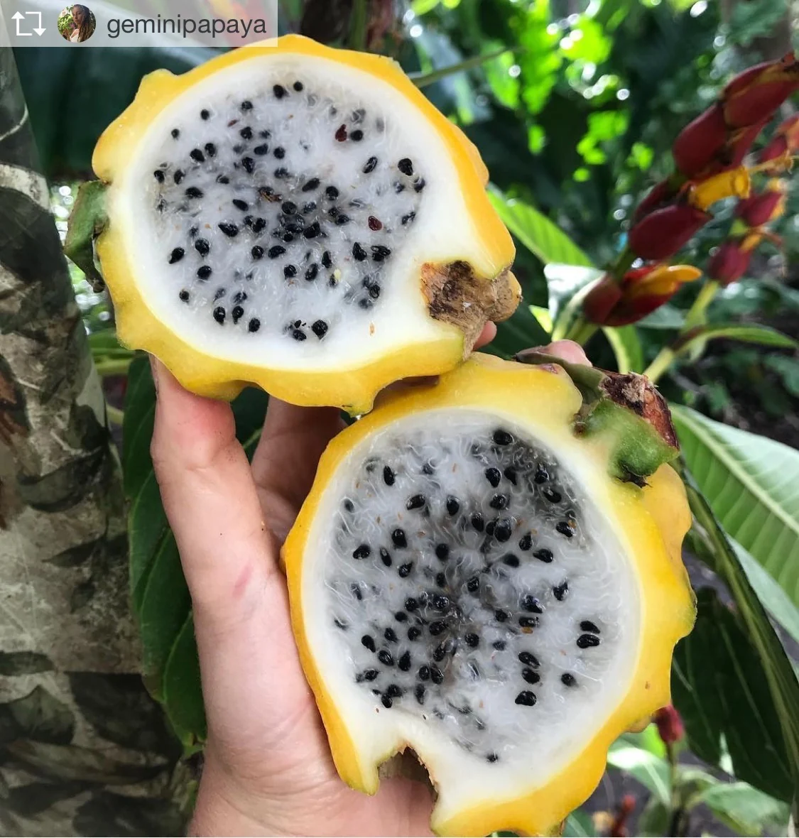 Yellow Dragonfruit (Pitaya) - Image 16