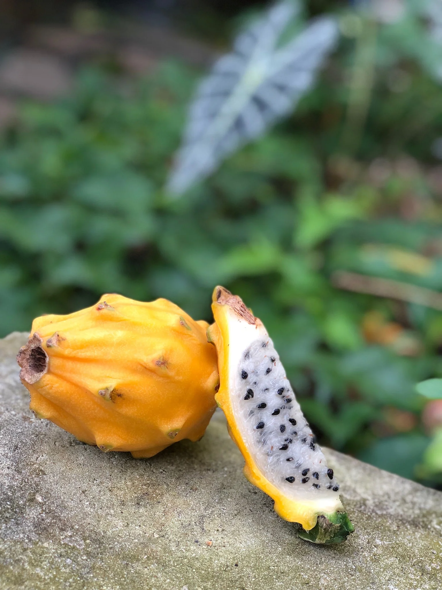 Yellow Dragonfruit (Pitaya) - Image 17