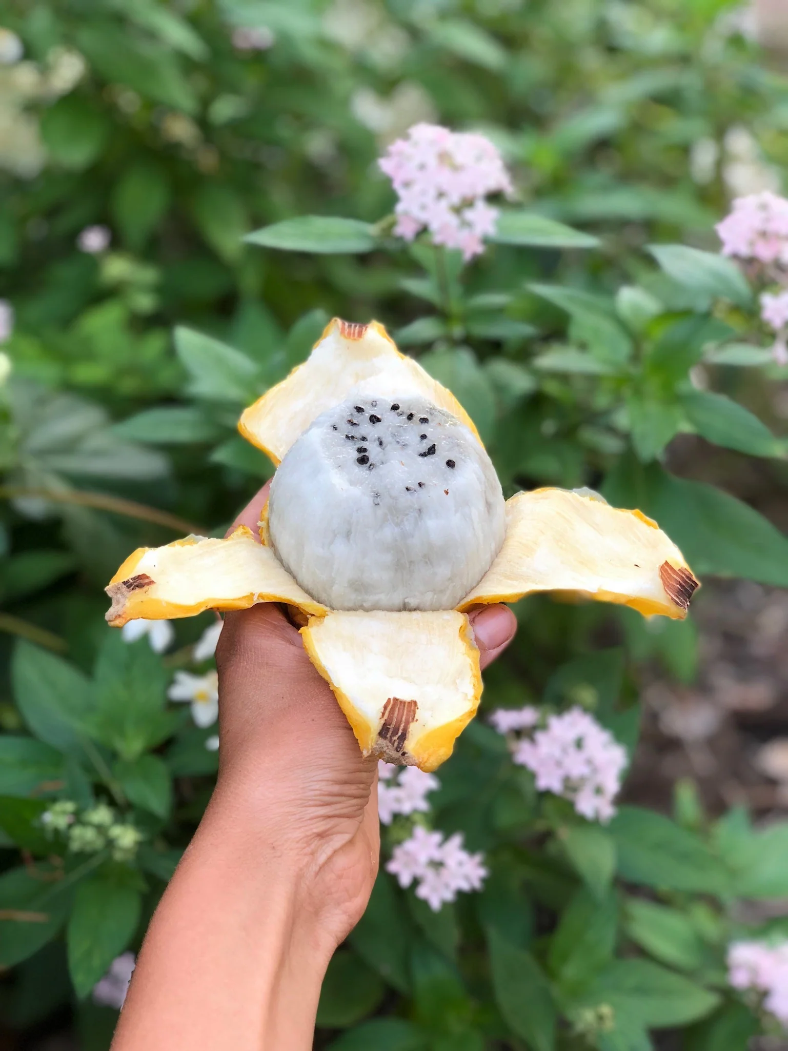 Yellow Dragonfruit (Pitaya) - Image 18