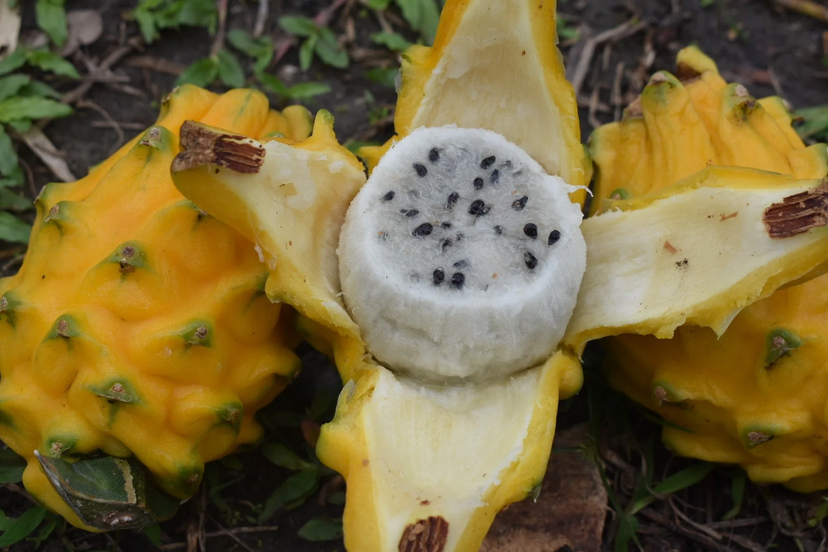 Yellow Dragonfruit (Pitaya) - Image 21