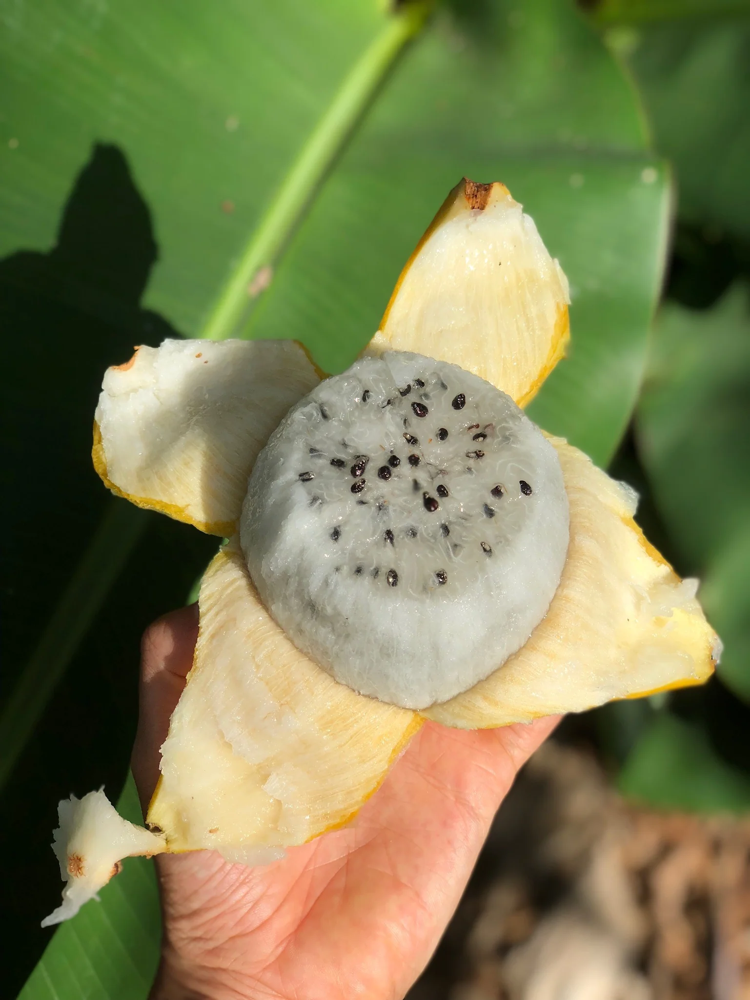 Yellow Dragonfruit (Pitaya) - Image 22