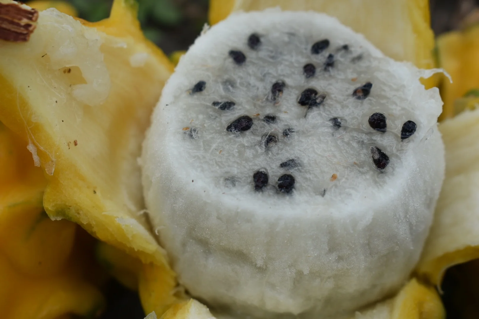 Yellow Dragonfruit (Pitaya) - Image 23