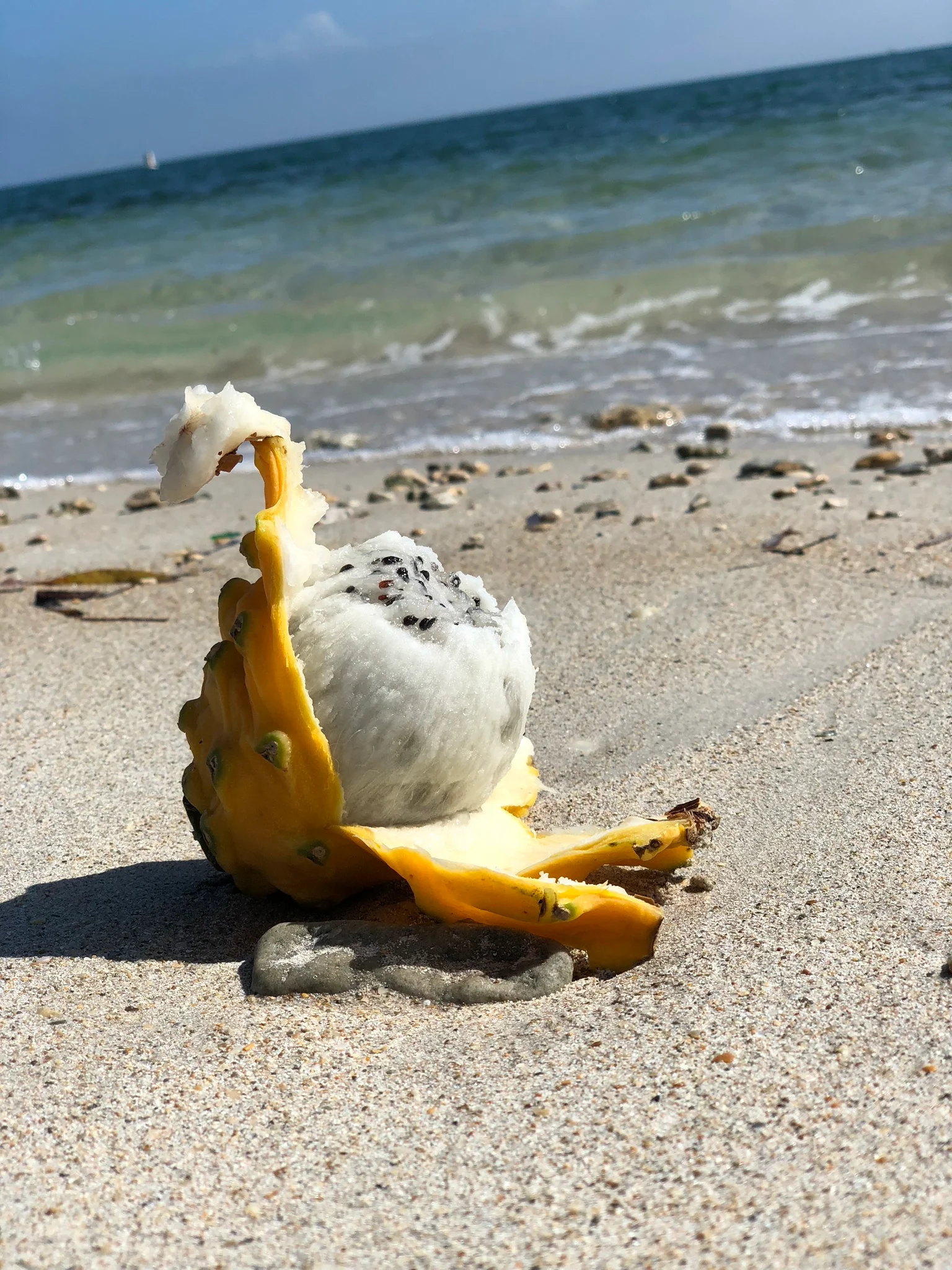 Yellow Dragonfruit (Pitaya) - Image 24