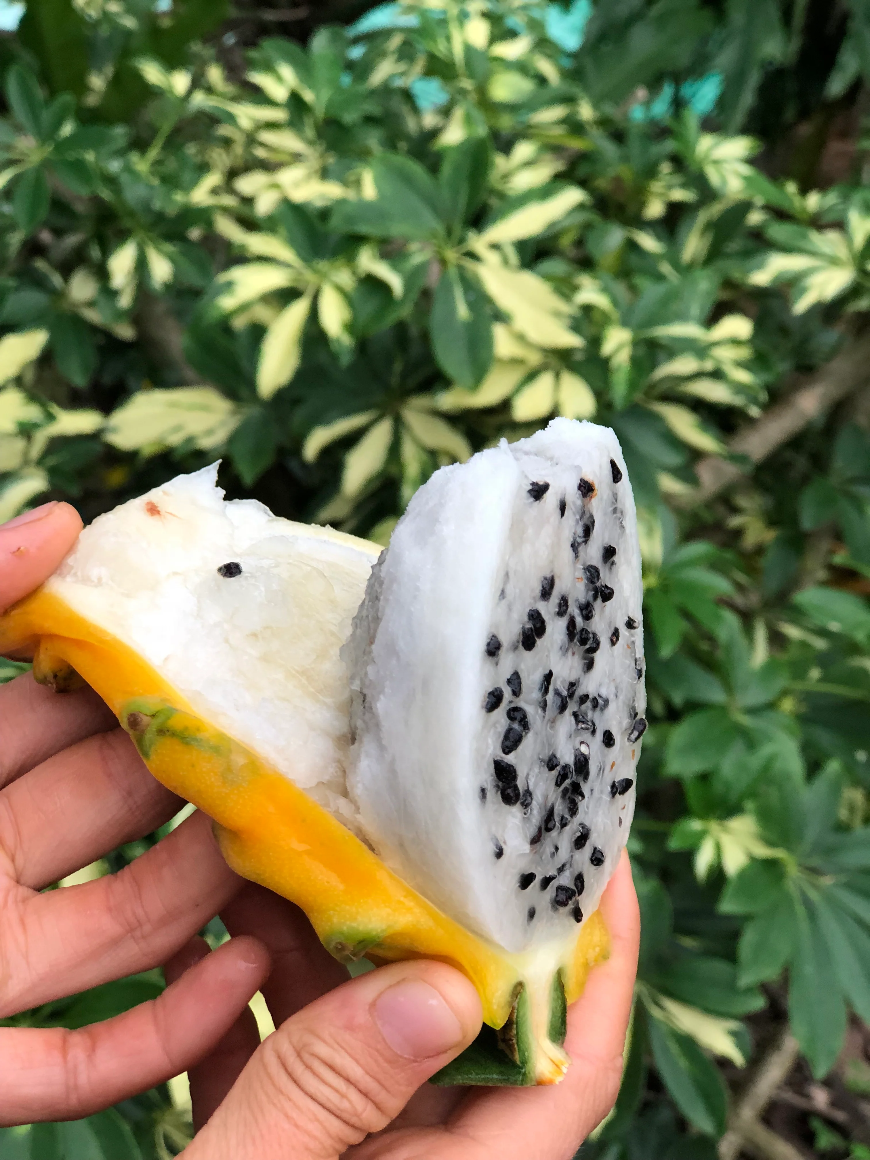 Yellow Dragonfruit (Pitaya) - Image 25