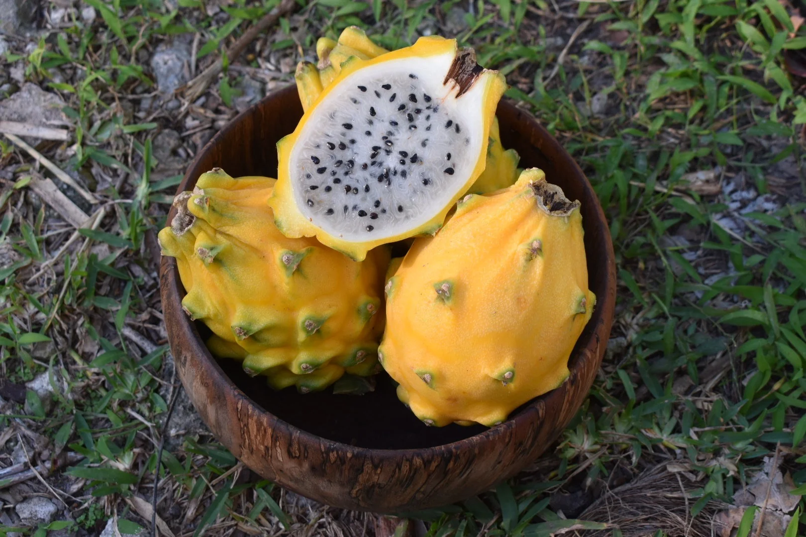 Yellow Dragonfruit (Pitaya) - Image 26