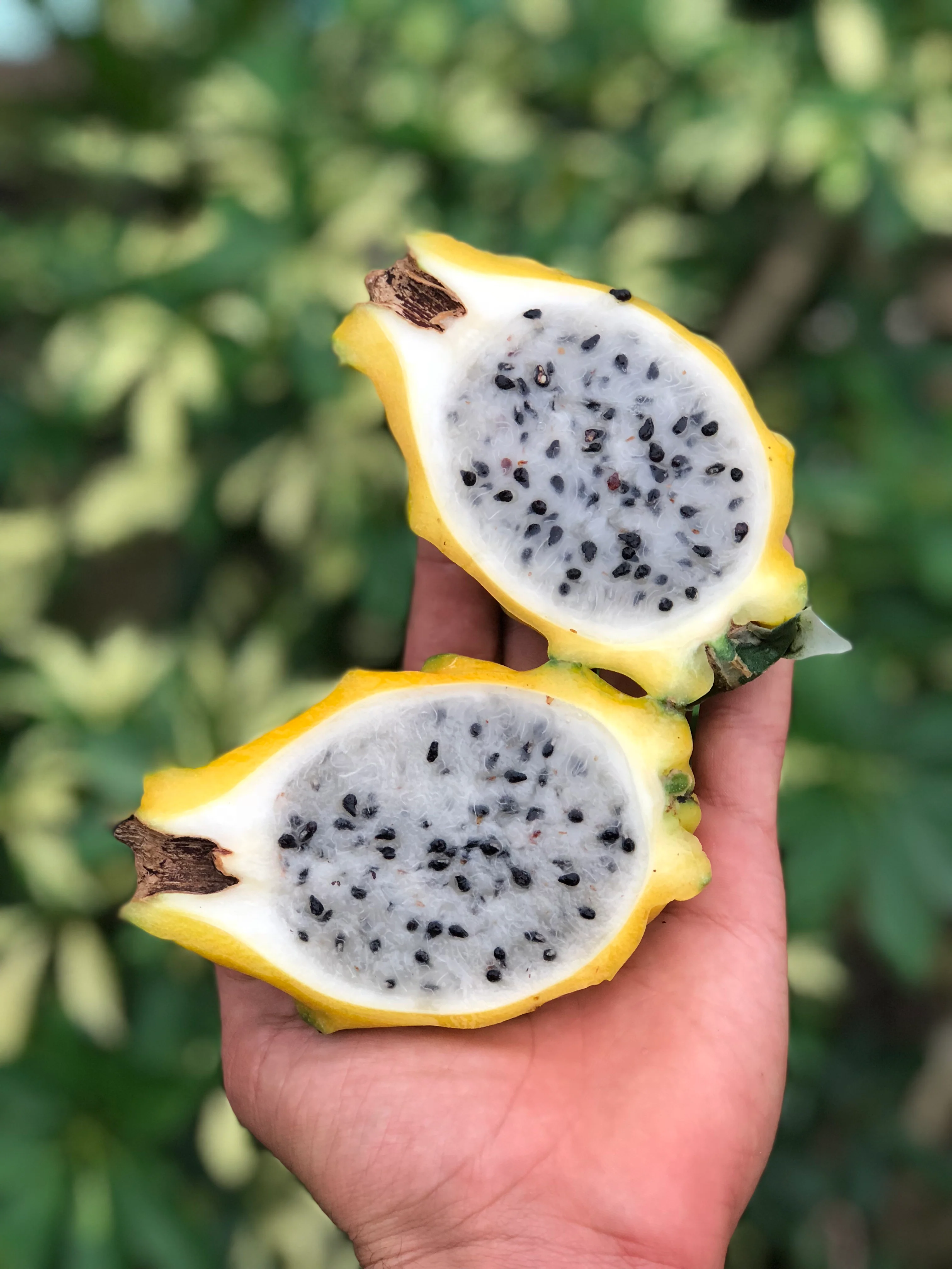 Yellow Dragonfruit (Pitaya) - Image 27
