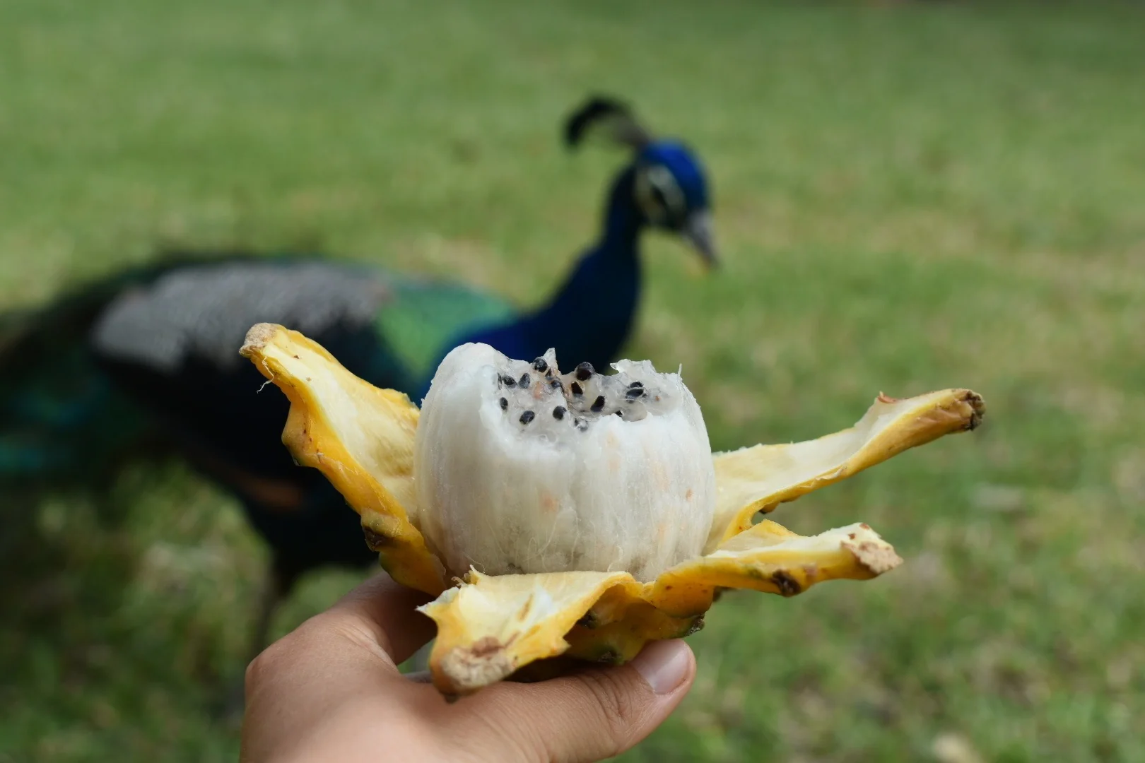 Yellow Dragonfruit (Pitaya) - Image 28