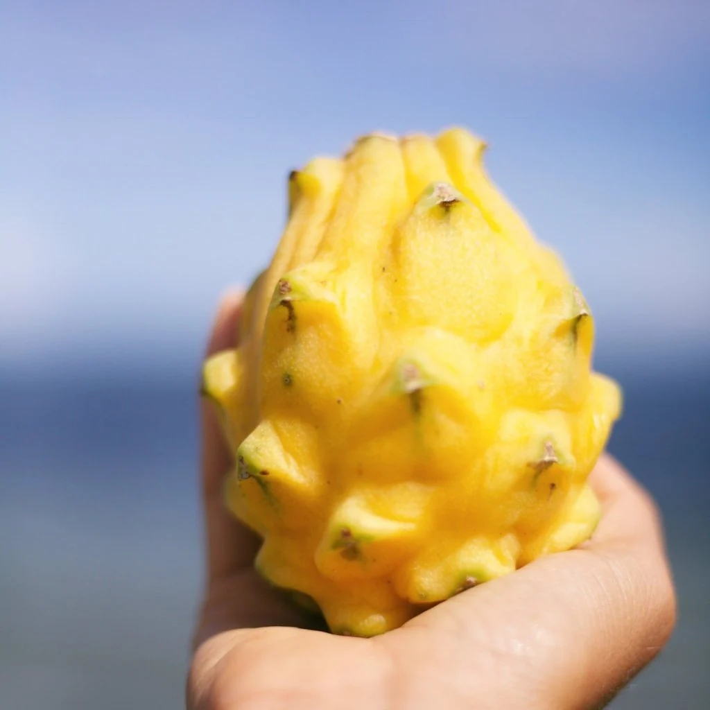 Yellow Dragonfruit (Pitaya) - Image 3