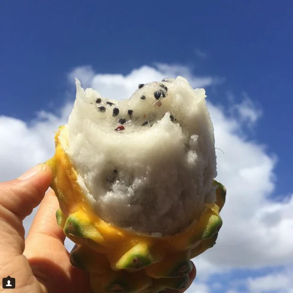 Yellow Dragonfruit (Pitaya) - Image 5