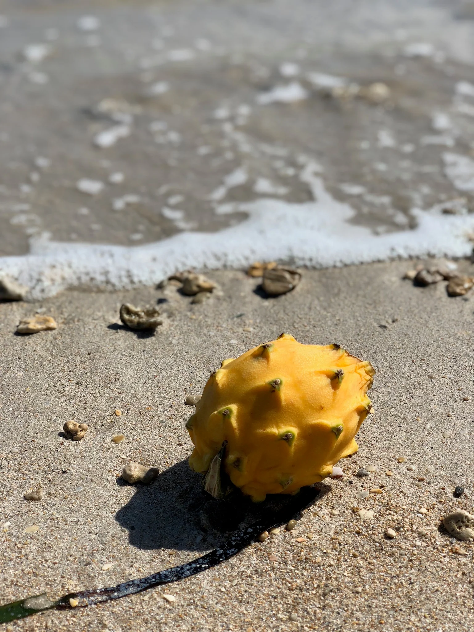 Yellow Dragonfruit (Pitaya) - Image 6