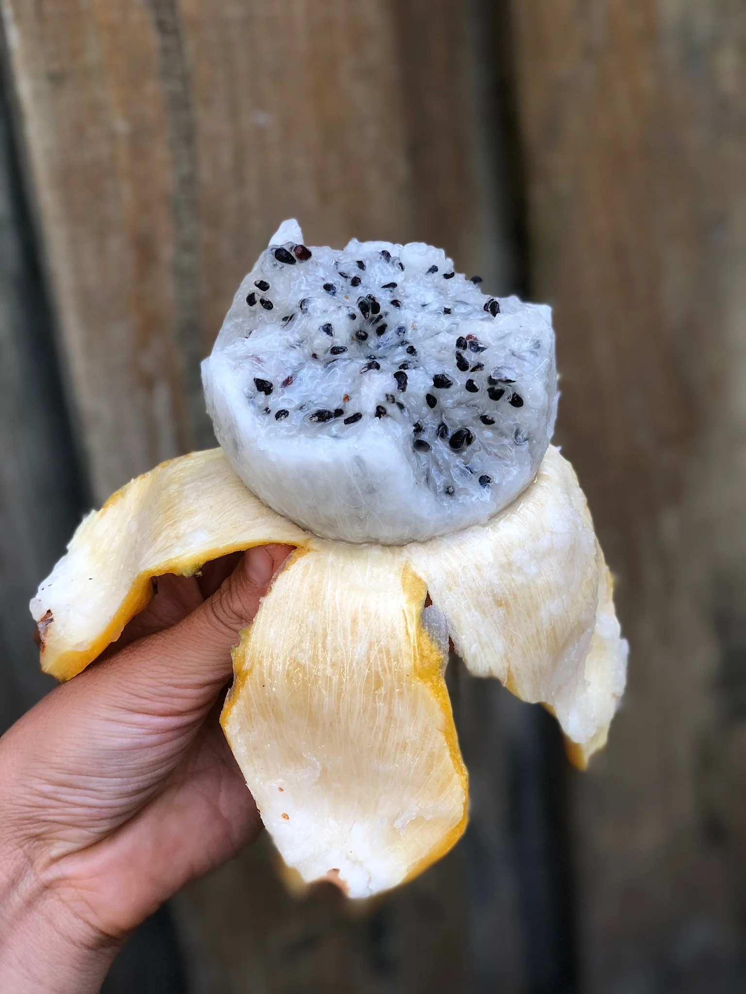 Yellow Dragonfruit (Pitaya) - Image 8