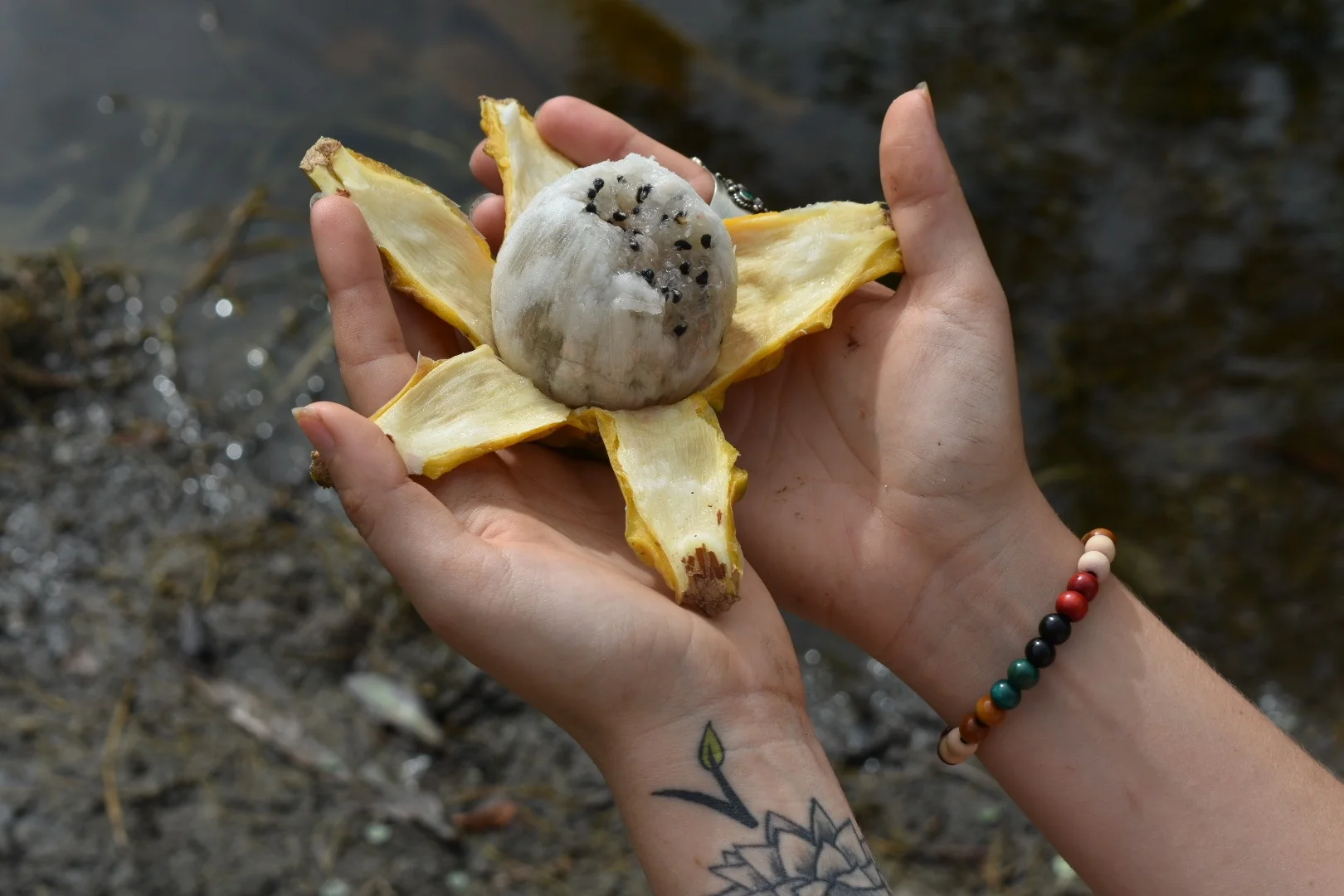Yellow Dragonfruit (Pitaya) - Image 9